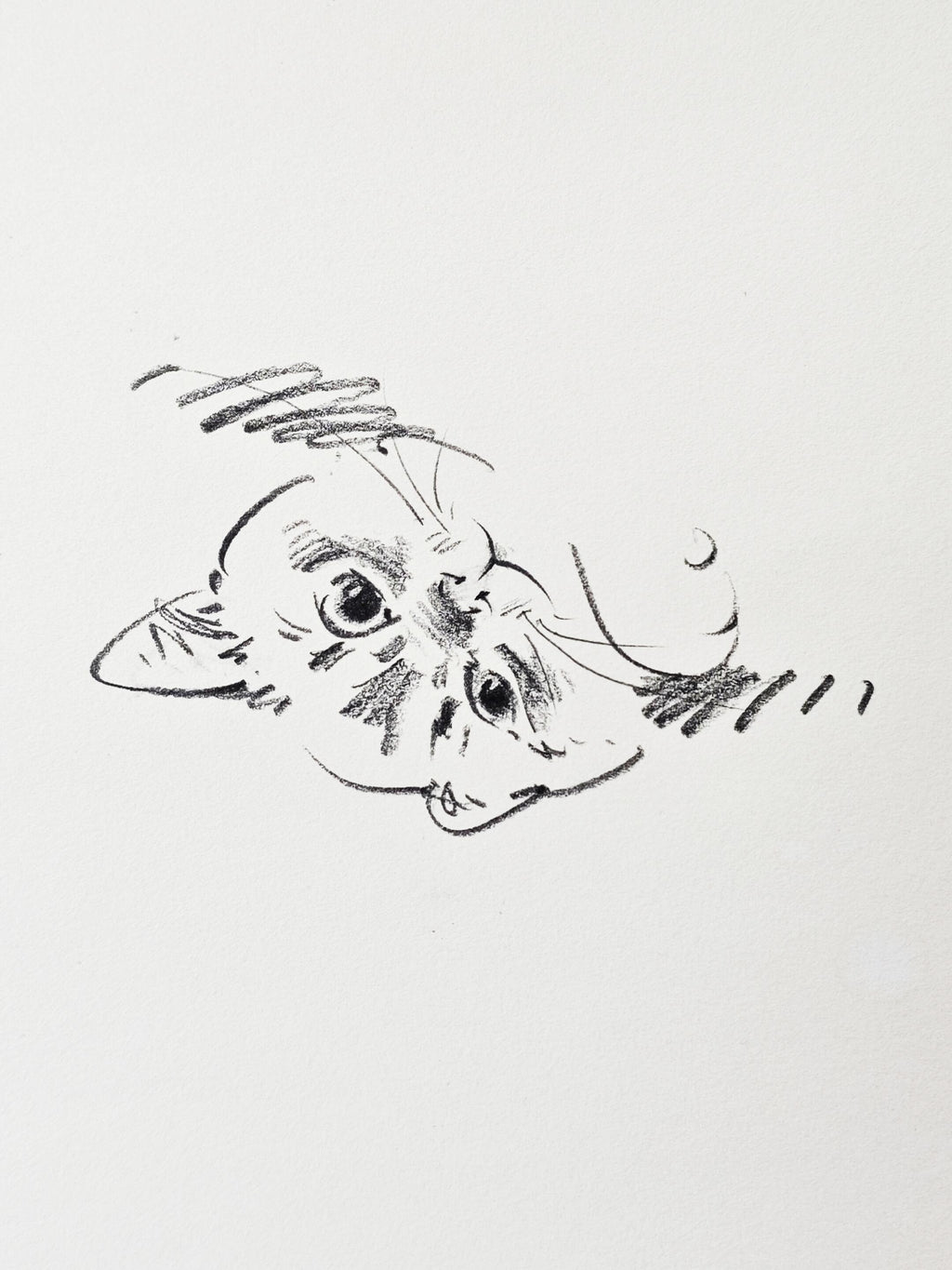 Nabi Sketchbook Collection - Original Hand-Drawn Cat Portraits